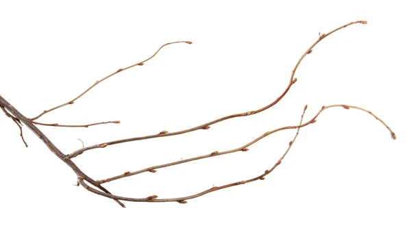 Una rama de arbusto de grosella con brotes en un fondo blanco aislado —  Fotos de Stock