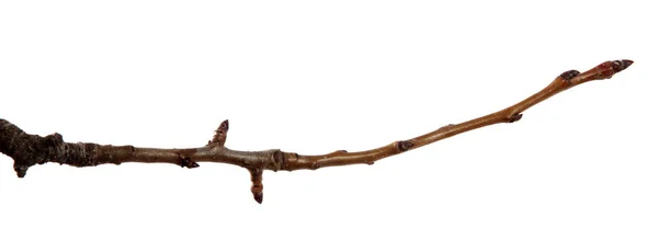 İzole beyaz arka planda kayısı meyve ağacının dalı.