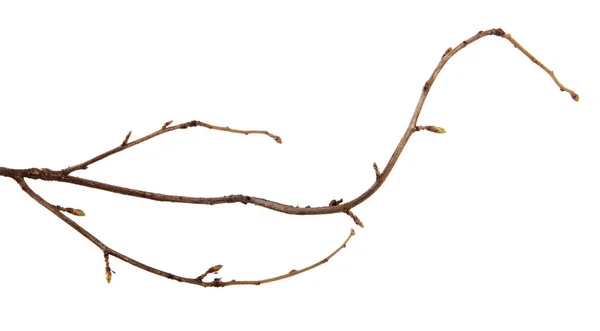 Una rama de arbusto de grosella con brotes en un fondo blanco aislado — Foto de Stock