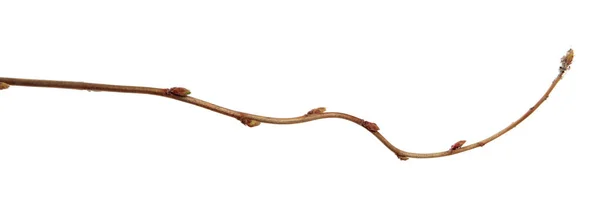 İzole beyaz backgrou üzerinde tomurcuklar ile Frenk çalı bir şube