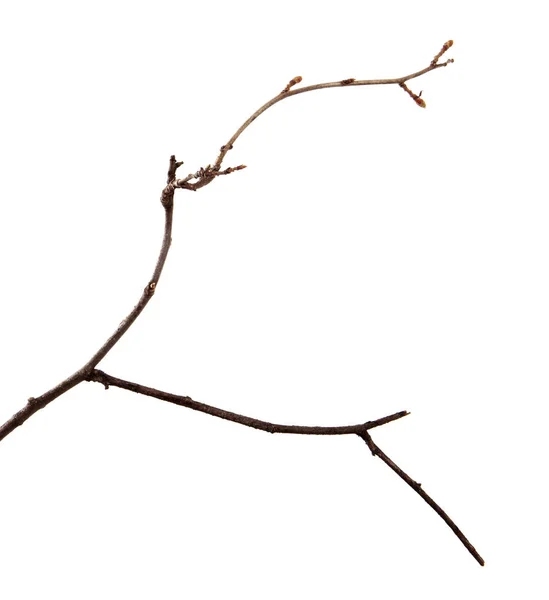 Ramo di albero da frutto su uno sfondo bianco isolato . — Foto Stock