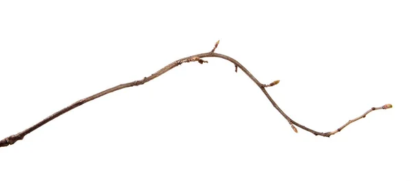 孤立した白い backgrou の芽を持つスグリの茂みの枝 — ストック写真