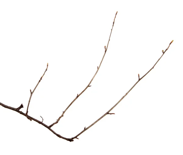 Zweig eines Obstbaums auf einem isolierten weißen Hintergrund. — Stockfoto