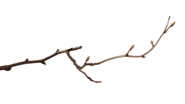 Гілка фруктового дерева на ізольованому білому тлі . — стокове фото