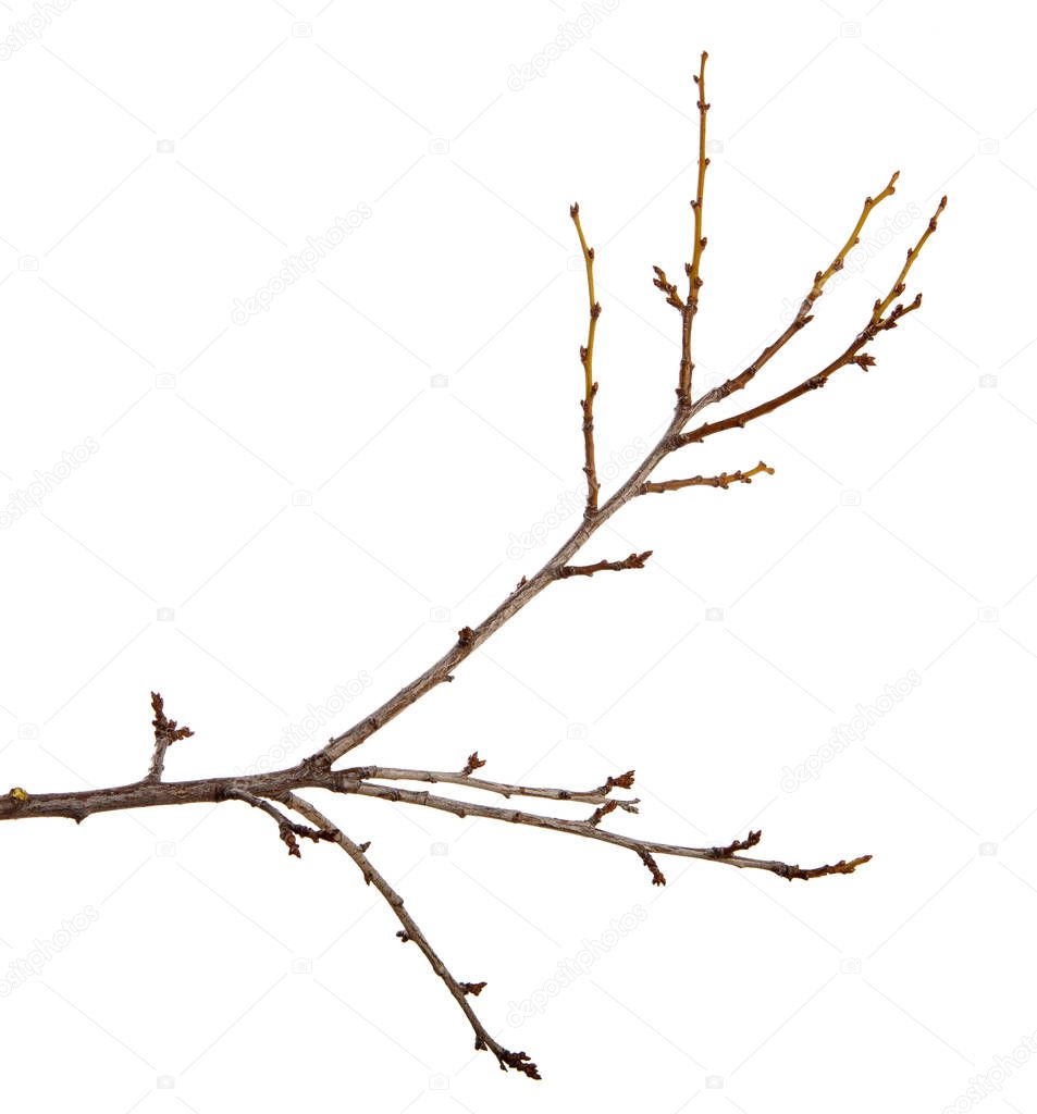 Branch of plum fruit tree with buds on an isolated white backgro