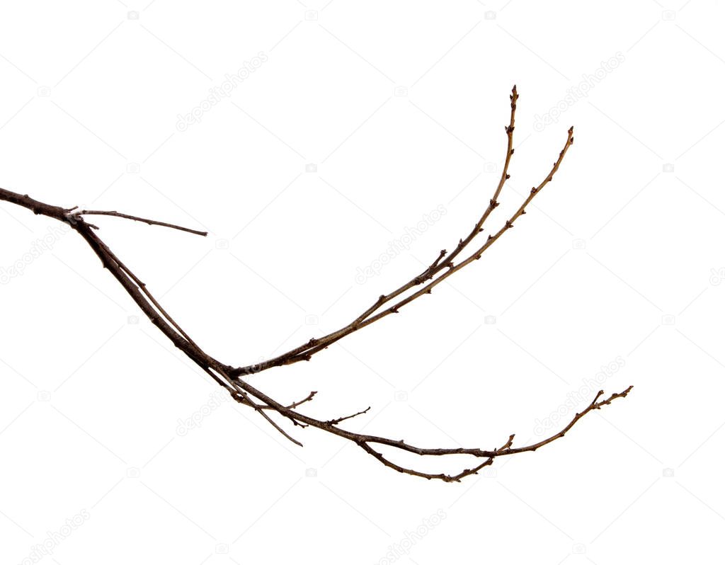 Apricot fruit tree branch with buds on an isolated white backgro