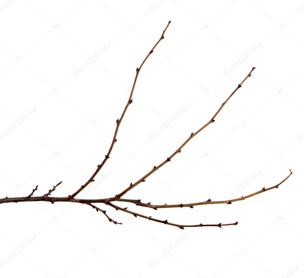 Branch of a fruit tree with buds on an isolated white background