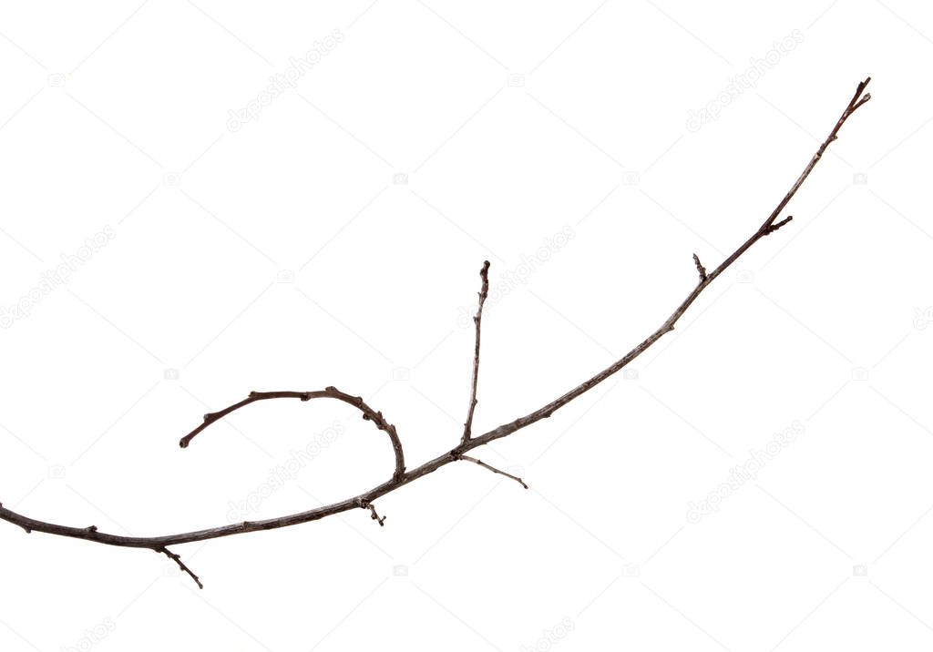 Branch of plum fruit tree with buds on an isolated white backgro