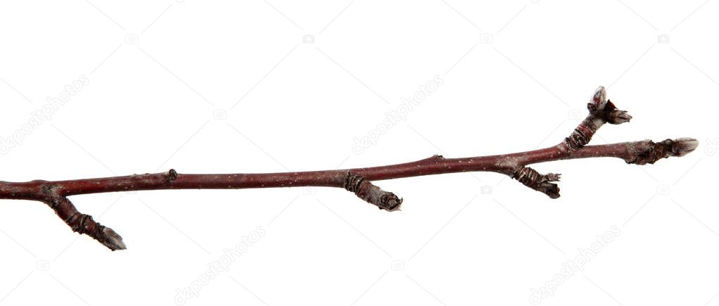 Branch of apple tree fruit on an isolated white background.