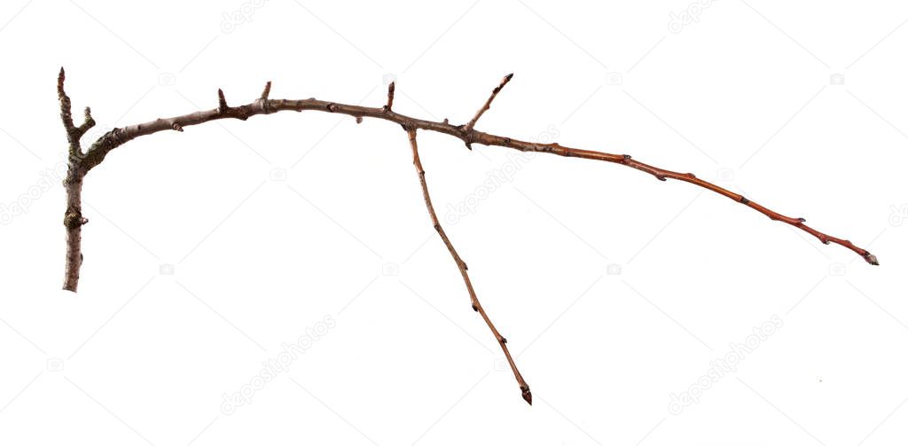Branch of apricot fruit tree on an isolated white background.