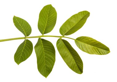 beyaz bir arka planda izole bir ceviz dalı