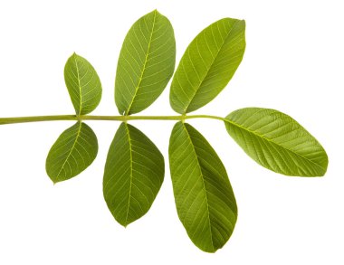 beyaz bir arka planda izole bir ceviz dalı