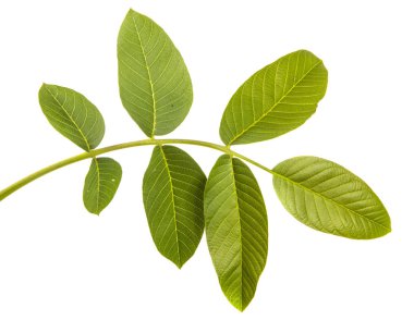 beyaz bir arka planda izole bir ceviz dalı