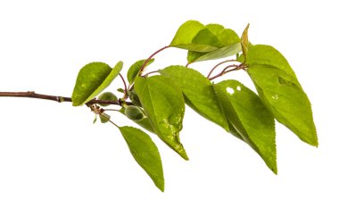 yeşil yaprakları ile kayısı ağacının şube. Beyaz arka üzerinde izole