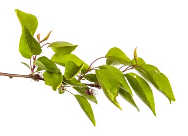 yeşil yaprakları ile kayısı ağacının şube. Beyaz arka üzerinde izole