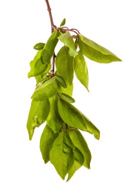 yeşil yaprakları ile kayısı ağacının şube. Beyaz arka üzerinde izole