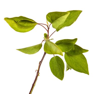 yeşil yaprakları ile kayısı ağacının şube. Beyaz arka üzerinde izole