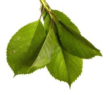 yeşil yaprakları ile kiraz ağacı dalı. Beyaz bac izole