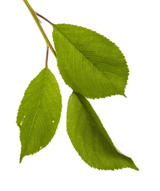 yeşil yaprakları ile kiraz ağacı dalı. Beyaz bac izole