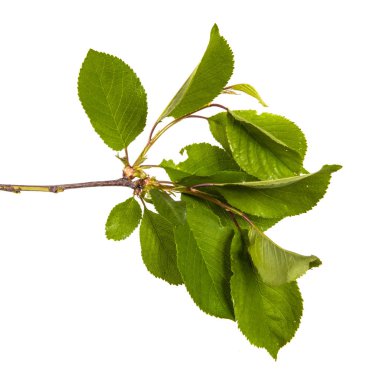 yeşil yaprakları ile kiraz ağacı dalı. Beyaz bac izole