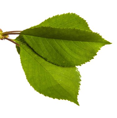 yeşil yaprakları ile kiraz ağacı dalı. Beyaz bac izole