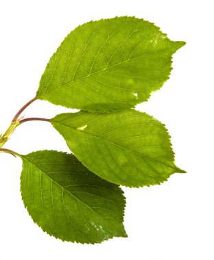 yeşil yaprakları ile kiraz ağacı dalı. Beyaz bac izole