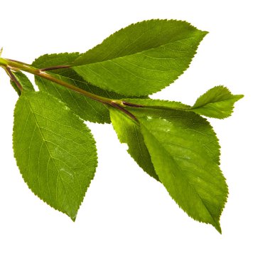 yeşil yaprakları ile kiraz ağacı dalı. Beyaz bac izole
