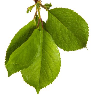 yeşil yaprakları ile kiraz ağacı dalı. Beyaz bac izole