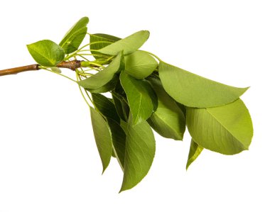 yeşil yaprakları ile bir armut ağacının şube. Beyaz arka üzerinde izole