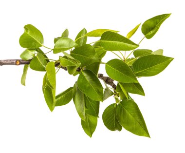 yeşil yaprakları ile bir armut ağacının şube. Beyaz arka üzerinde izole