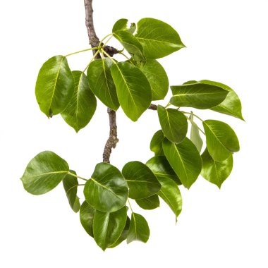 yeşil yaprakları ile bir armut ağacının şube. Beyaz arka üzerinde izole