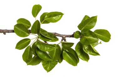 yeşil yaprakları ile bir armut ağacının şube. Beyaz arka üzerinde izole