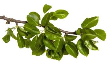 yeşil yaprakları ile bir armut ağacının şube. Beyaz arka üzerinde izole