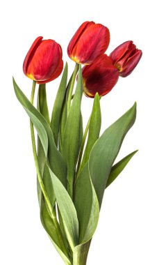 Bahçe kırmızı lale buket. Beyaz arka planda yalıtılmış