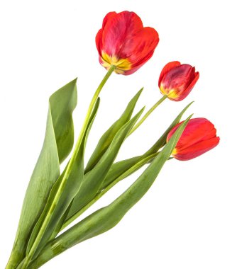 Bahçe kırmızı lale buket. Beyaz arka planda yalıtılmış