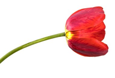 Bir kırmızı lale. Beyaz arka plan üzerinde izole