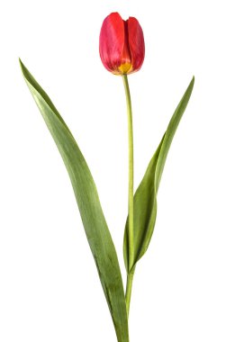 Bir kırmızı lale. Beyaz arka plan üzerinde izole