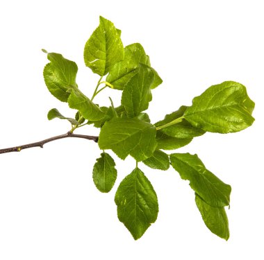 Yeşil yaprakları ile bir elma ağacı dalı. Beyaz bac izole