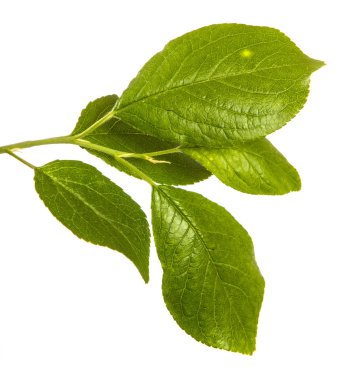 Yeşil yaprakları ile bir elma ağacı dalı. Beyaz bac izole