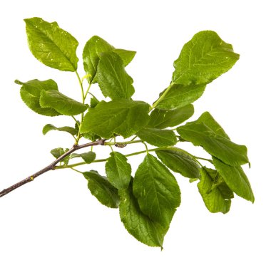 Yeşil yaprakları ile bir elma ağacı dalı. Beyaz bac izole