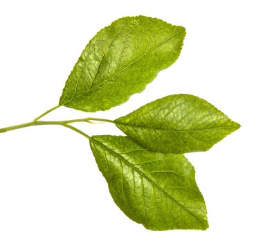 Yeşil yaprakları ile bir elma ağacı dalı. Beyaz bac izole