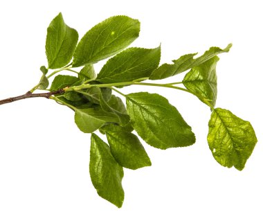 Yeşil yaprakları ile bir elma ağacı dalı. Beyaz bac izole