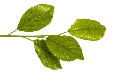 Yeşil yaprakları ile bir elma ağacı dalı. Beyaz bac izole
