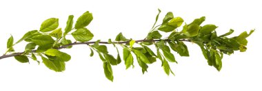 Yeşil yaprakları ile bir elma ağacı dalı. Beyaz bac izole