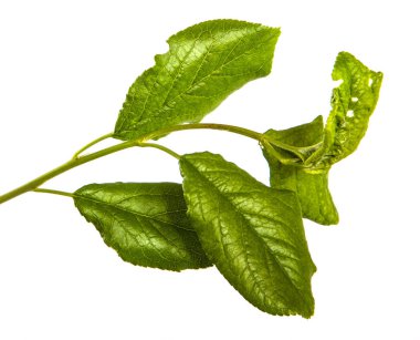 Yeşil yaprakları ile bir elma ağacı dalı. Beyaz bac izole