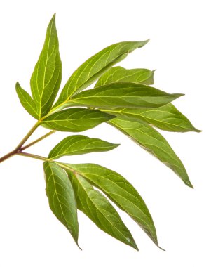 Şakayık çalı yeşil filiz. Beyaz arka planda yalıtılmış