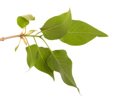 yeşil yaprakları ile bir Lila Bush şube. Beyaz arka üzerinde izole