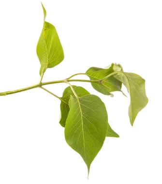 yeşil yaprakları ile bir Lila Bush şube. Beyaz arka üzerinde izole