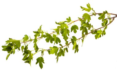 yeşil yaprakları ile bir Frenk çalı dalı. Beyaz ba üzerinde izole