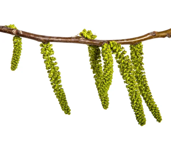 beyaz bir arka planda izole ceviz ağacının tomurcukları